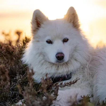 - Turisticna Kmetija Vrbnjak Apartman