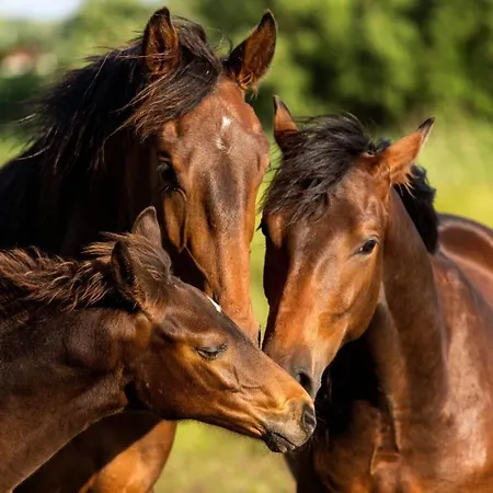 公寓 - Turisticna Kmetija Vrbnjak