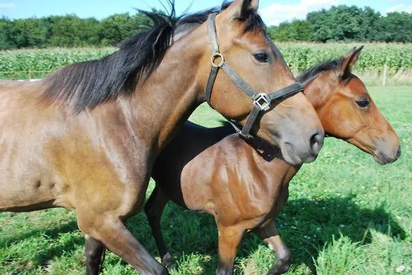 Apartamento - Turisticna Kmetija Vrbnjak