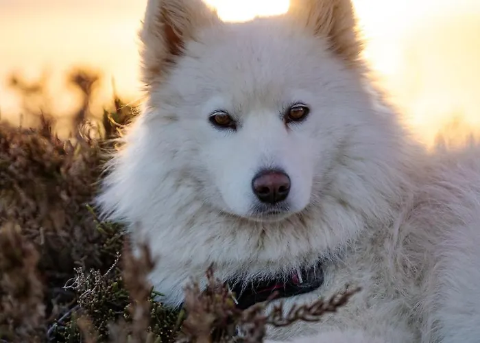 - Turisticna Kmetija Vrbnjak Apartamento