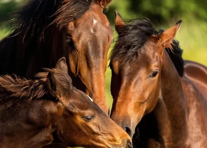 Апартаменты - Turisticna Kmetija Vrbnjak