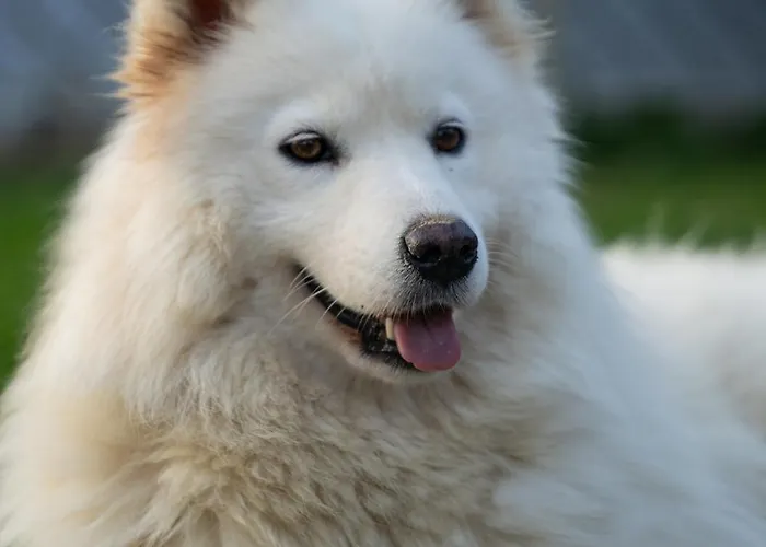 - Turisticna Kmetija Vrbnjak Апартаменты